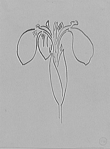 Étude de fleur d'iris_0