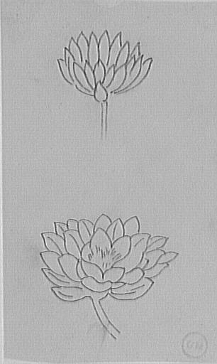 Étude de fleur de nénuphars_0