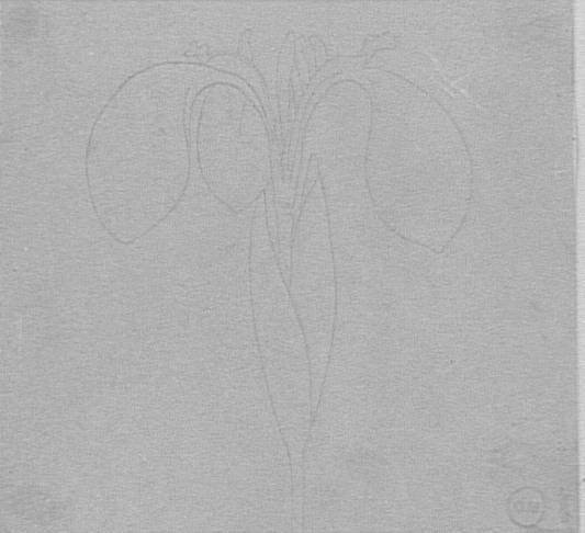 Étude de fleurs d'iris_0