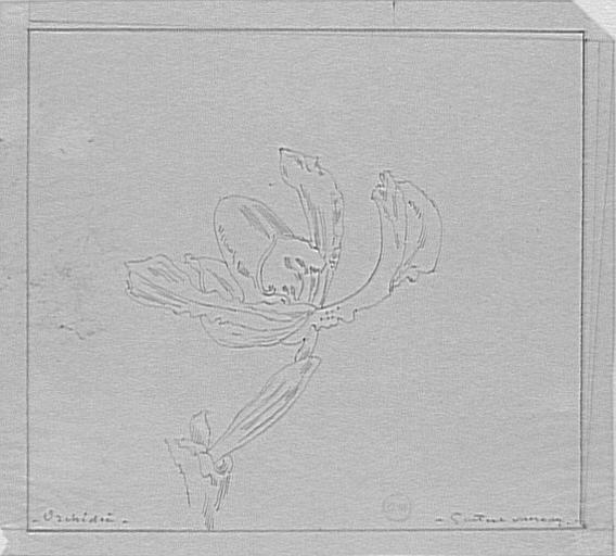 Étude de fleur d'orchidée_0