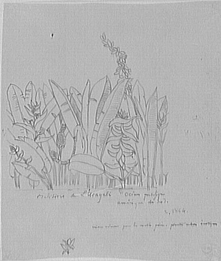 Étude de plantes d'Amérique du Sud pour La Vie de l'Humanité_0