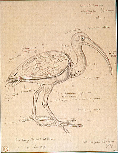Étude d'un ibis rouge_0