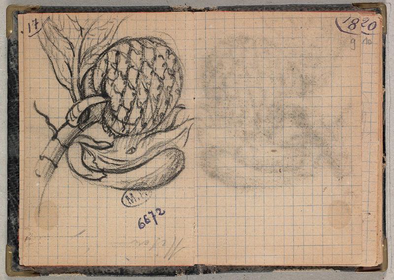Bourgeons, Auguste Rodin, 1913 vers