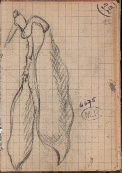 Deux gousses, Auguste Rodin, 1913 vers