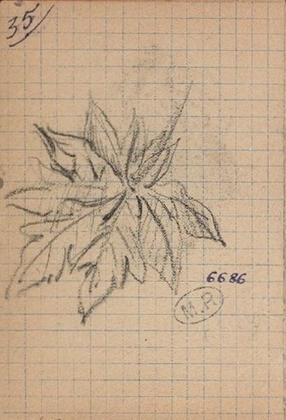 Feuille d'érable ?_0