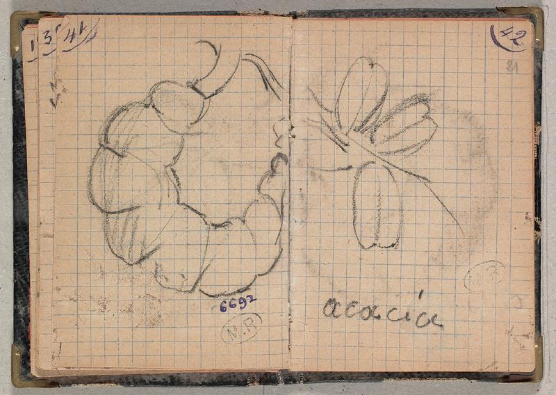 Cosse et graines d'acacia_0