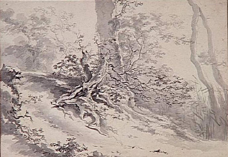 La vieille racine_0