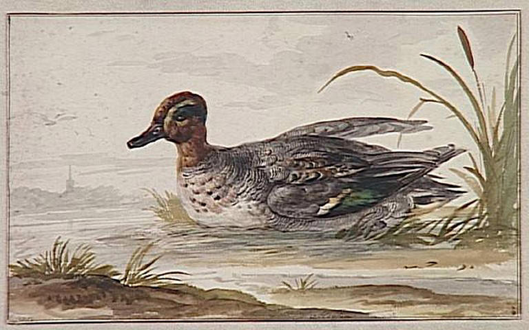 Sarcelle sur l'eau_0