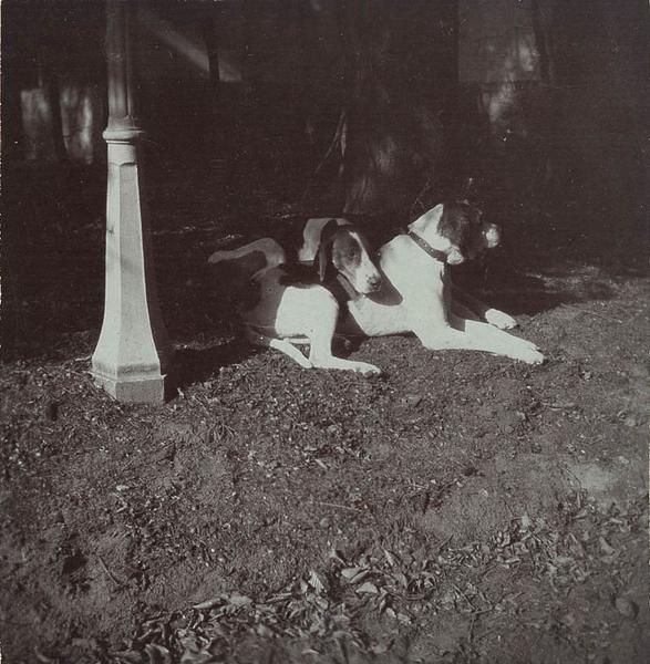 Deux chiens courants de l'équipage du duc de Chartres lors d'une chasse à courre en Chantilly, couchés, 4e quart 19e siècle, 1er quart 20e siècle