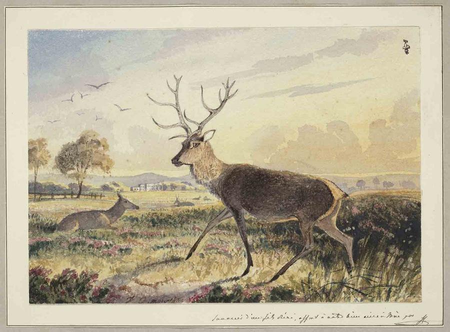 Cerf marchant en plaine, avec une biche couchée à gauche à l'arrière-plan, Ferdinand Philippe d' Orleans, 1835 (?)
