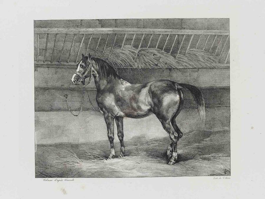 Suite dite Les Grands Chevaux : Cheval noir attaché dans une écurie, Joseph Simon Volmar, 1822
