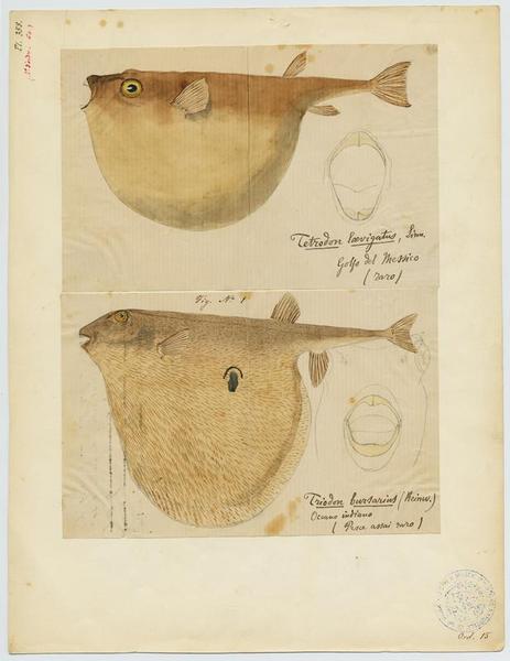 Poisson-coffre (nom commun), Jean-Baptiste Barla
