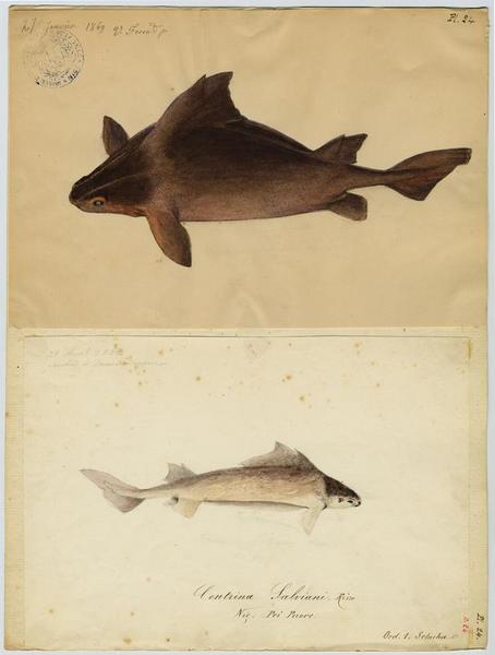 Centrine commune (nom commun) ; Pei puore (nom niçois), Vincent Fossat, 1852