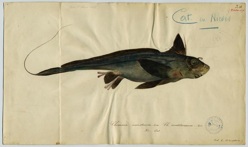 Chimère commune (nom commun) ; Cat (nom niçois), Jean-Baptiste Barla