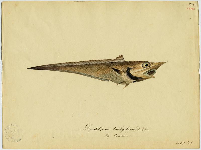 Grenadier à nez long (nom commun) ; Granadié (nom niçois), Jean-Baptiste Barla