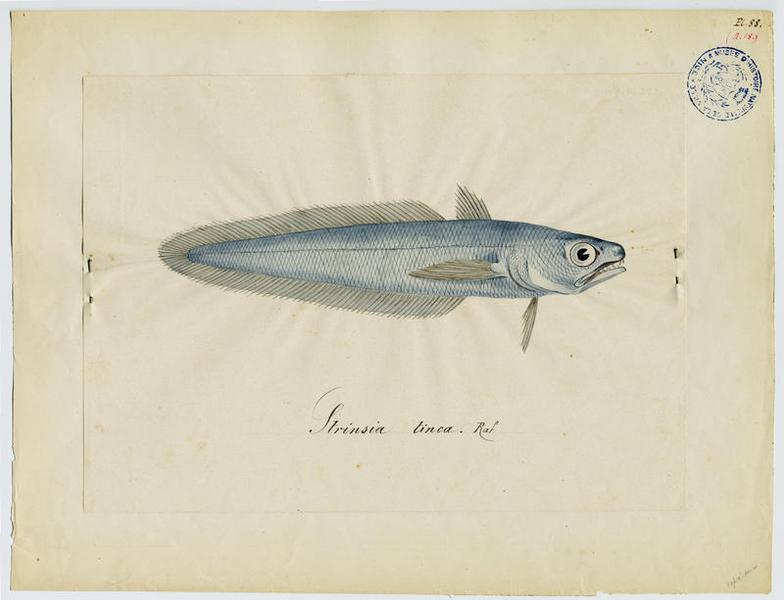 poisson, Jean-Baptiste Barla
