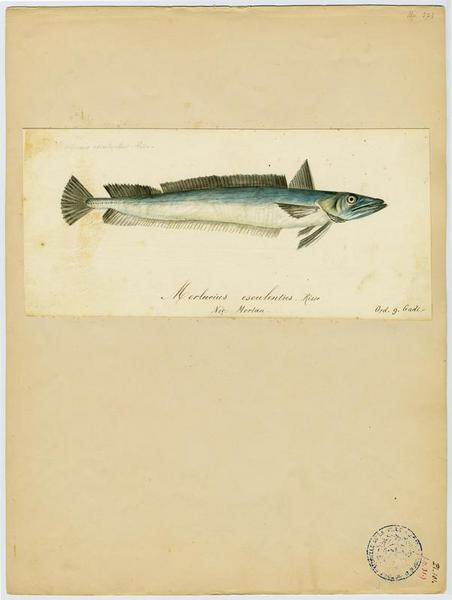 Merlu blanc ; Merlan (nom niçois), Jean-Baptiste Barla