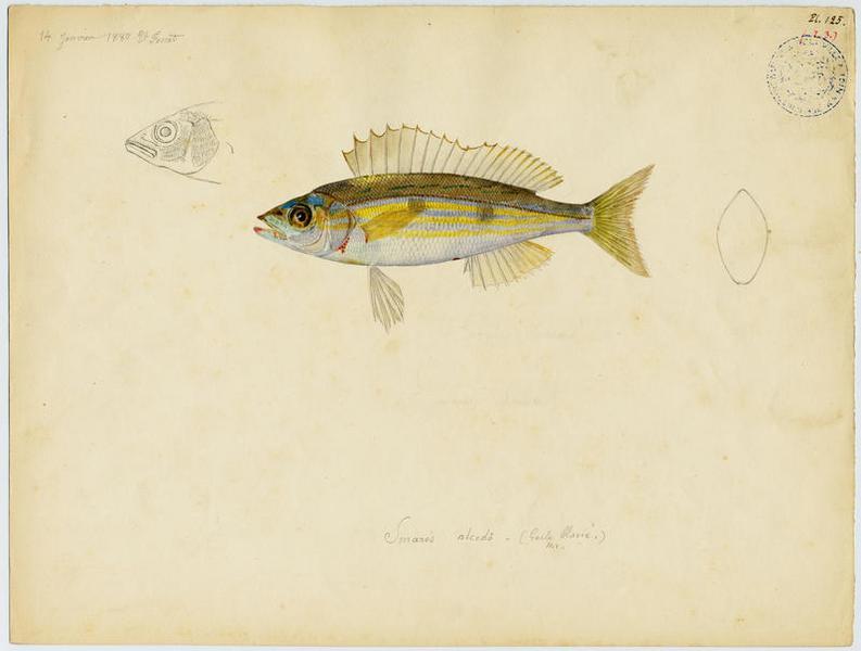 Mendole (nom commun) ; Gerle blavié (nom niçois), Vincent Fossat, 1880