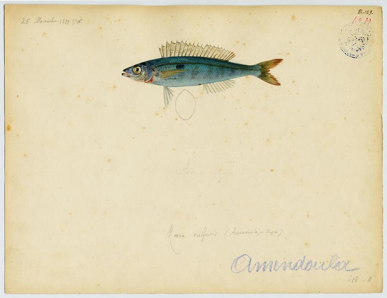 Picarel (nom commun) ; Amendoula (nom niçois), Vincent Fossat, 1879