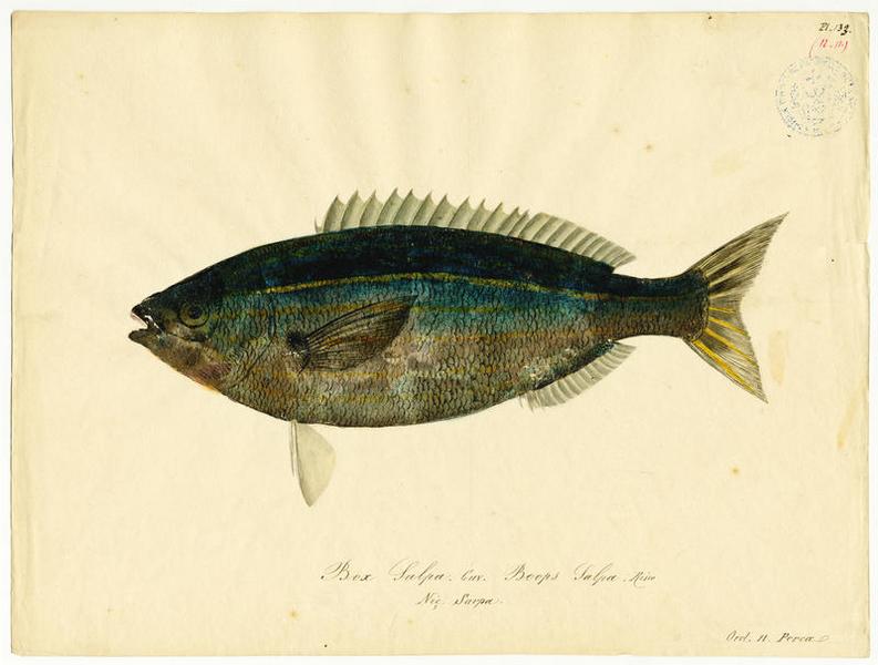 Saupe (nom commun) ; Sarpa (nom niçois), Jean-Baptiste Barla