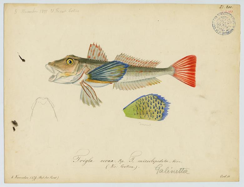 Grondin perlon (nom commun) ; Gallina (nom niçois), Vincent Fossat, 1877