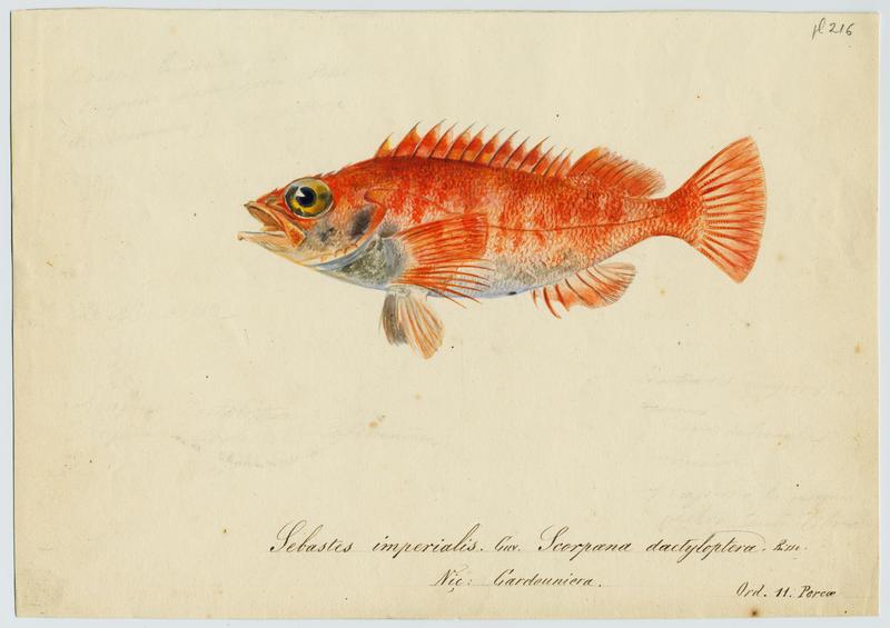 Rascasse de fond (nom commun) ; Cardouniera (nom niçois), Jean-Baptiste Barla