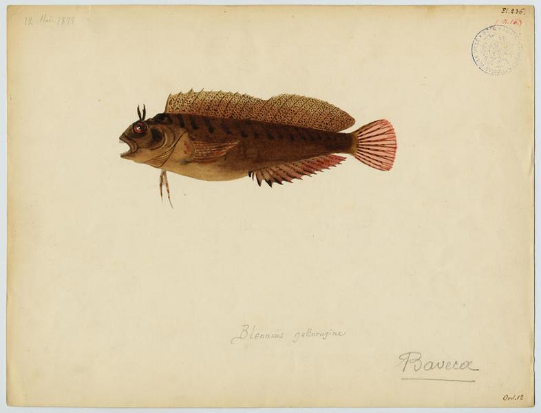 Baveuse (nom commun) ; Baveca (nom niçois), Jean-Baptiste Barla, 1877