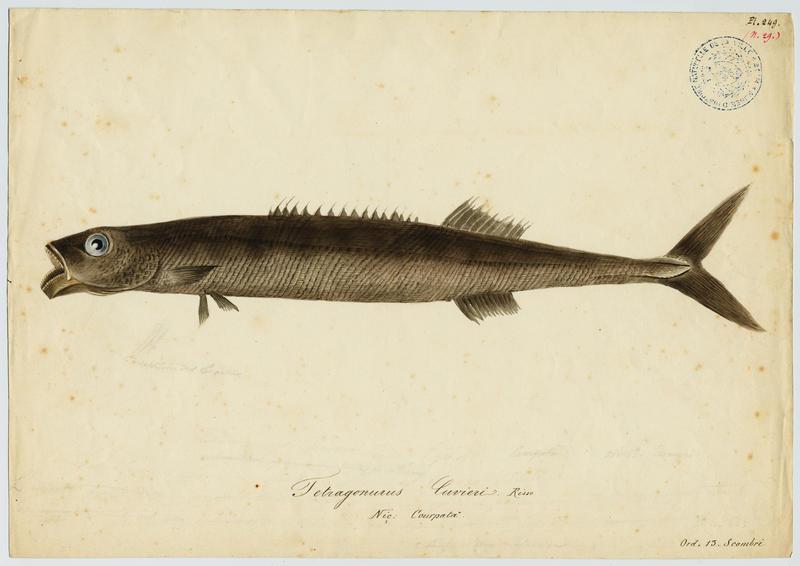 Courpata (nom niçois), Jean-Baptiste Barla
