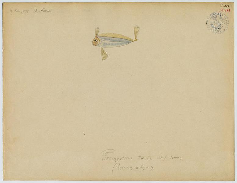 Poisson-ruban (nom commun) ; Argentin (nom niçois), Vincent Fossat, 1878