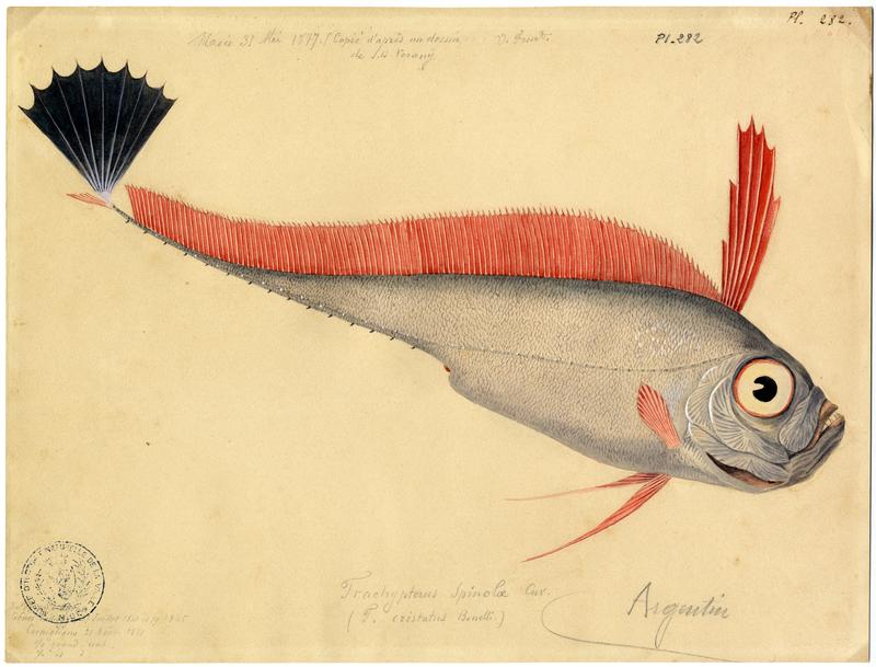 poisson, Vincent Fossat, 1861