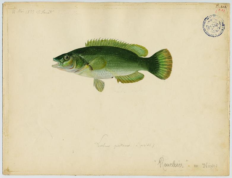 Labre vert (nom commun) ; Rouchier (nom niçois), Vincent Fossat, 1877