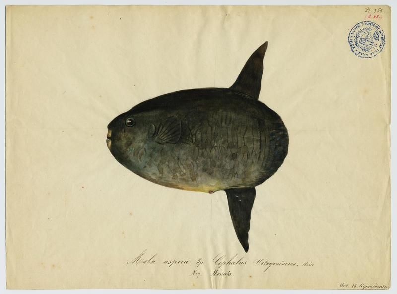 Poisson-lune (nom commun) ; Mouala (nom niçois)_0