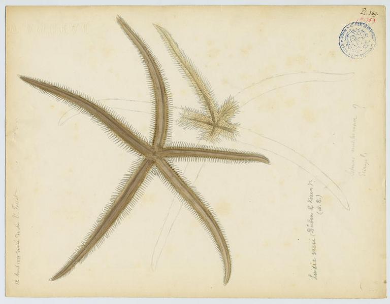 échinoderme, Vincent Fossat, 1879