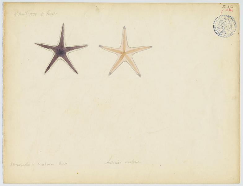 échinoderme, Vincent Fossat, 1878