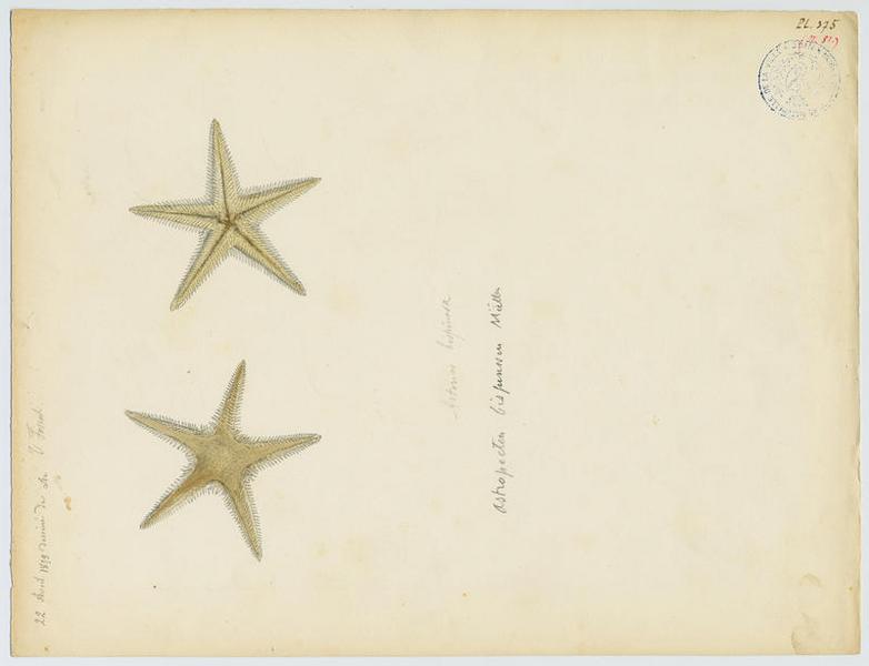 échinoderme, Vincent Fossat, 1879