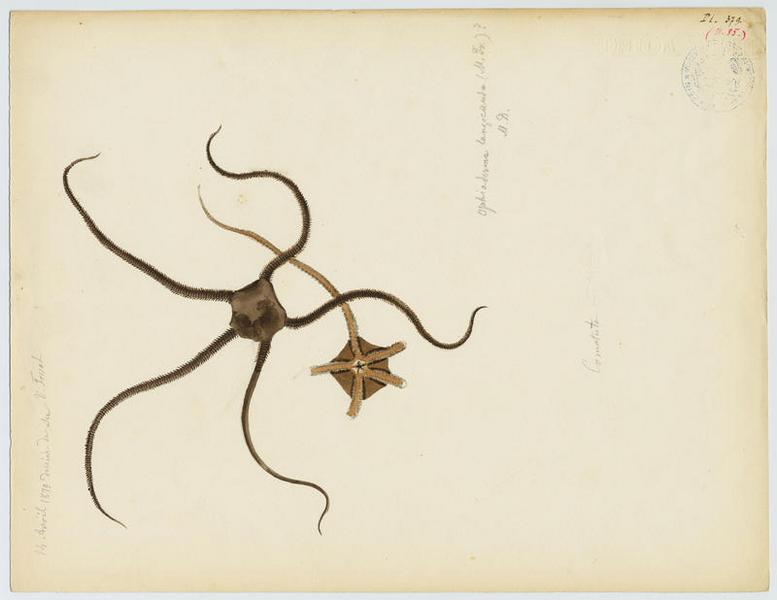 échinoderme, Vincent Fossat, 1879