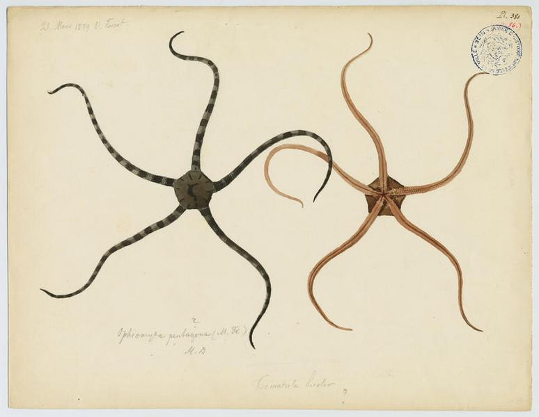 échinoderme, Vincent Fossat, 1879
