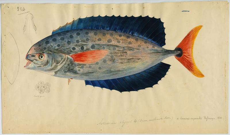 Louvareou (nom niçois), Jean-Baptiste Barla