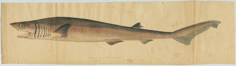 Requin-perlon (nom commun) ; Monge (nom commun), Jean-Baptiste Barla