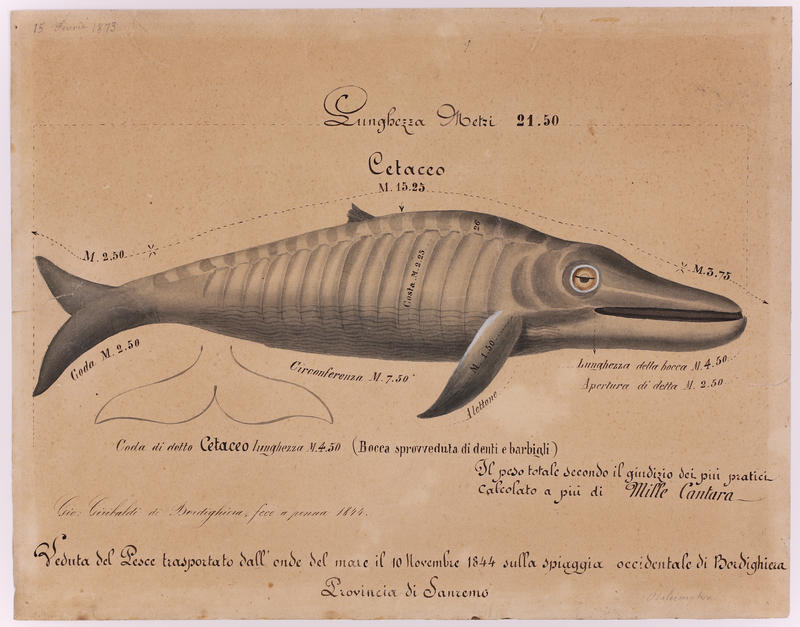 rorqual commun ; cétacé, Jean-Baptiste Barla