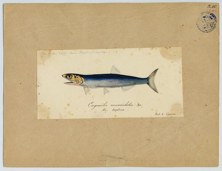 Anchois (nom commun) ; Amploua (nom niçois)_0