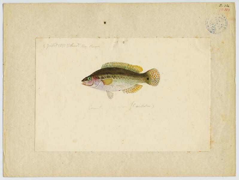 Crénilabre rouquié (nom commun), Vincent Fossat, 1877