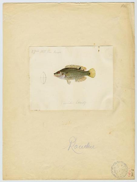 Crénilabre à cinq taches (nom commun) ; Rouchié (nom niçois)_0
