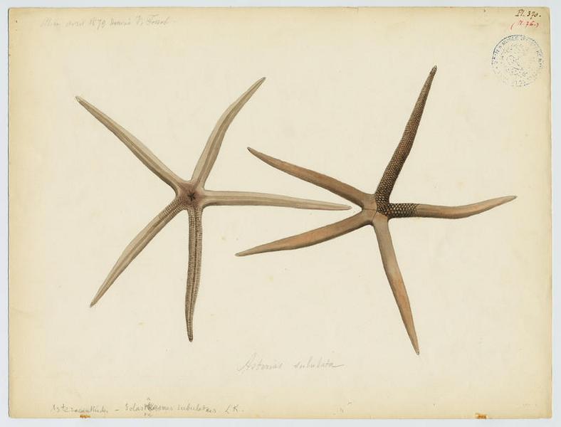 échinoderme, Vincent Fossat, 1879