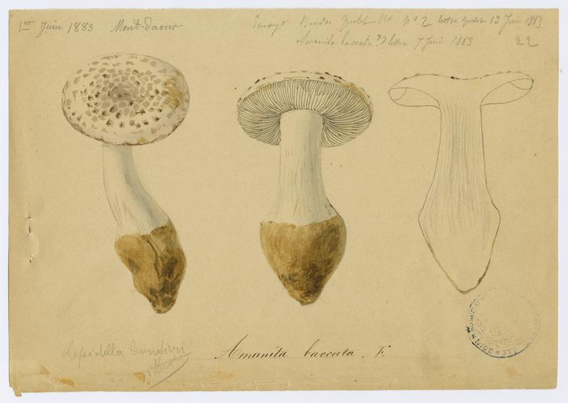 Amanite toupie ; champignon, Jean-Baptiste Barla, 1883