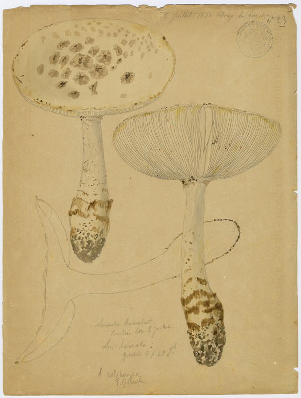 Amanite toupie ; champignon, Jean-Baptiste Barla, 1886