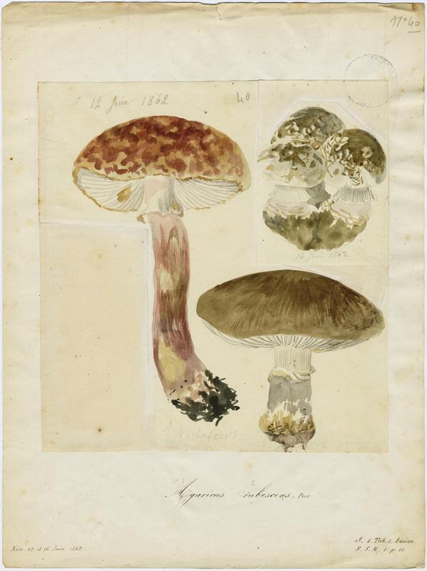 Amanite rougissante ; Amanite rougeâtre ; Amanite vineuse ; Golmotte ; champignon_0