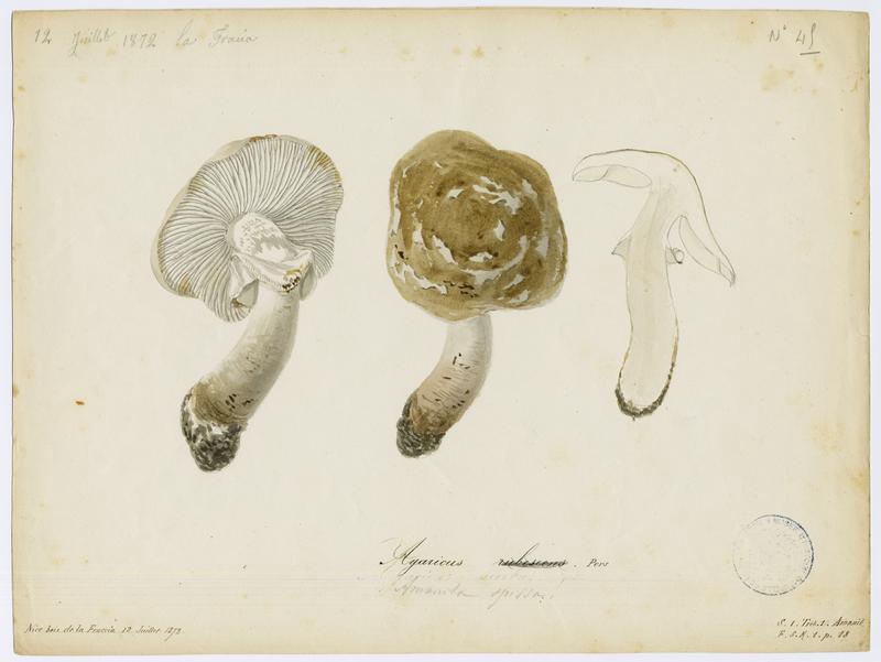 Amanite rougissante ; Amanite rougeâtre ; Amanite vineuse ; Golmotte ; champignon_0