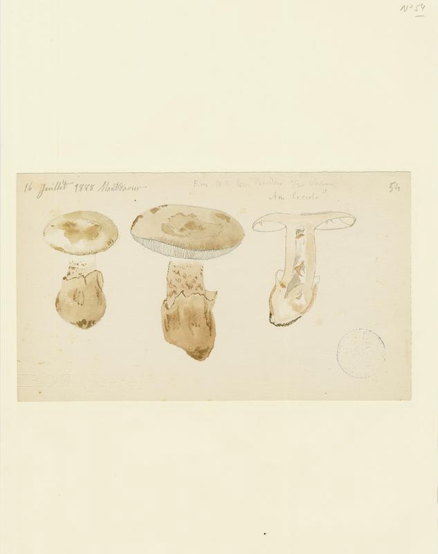 Amanite ; champignon, Jean-Baptiste Barla, 1888