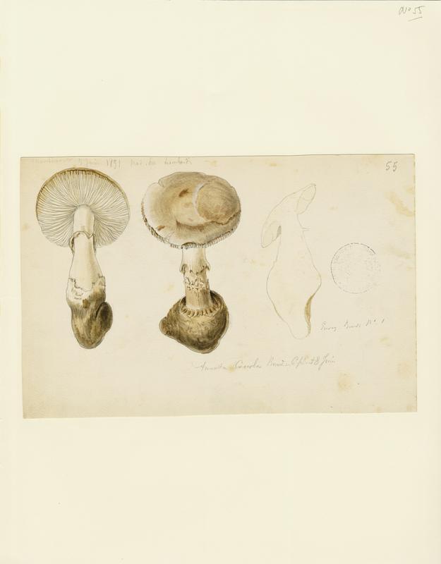 Amanite ; champignon, Charles Lombardi, 1891